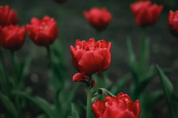 Flor de tulipán rojo de cerca. Tulipanes de primavera de color vivo, flor de tulipán con fondo de hierba verde — Foto de Stock