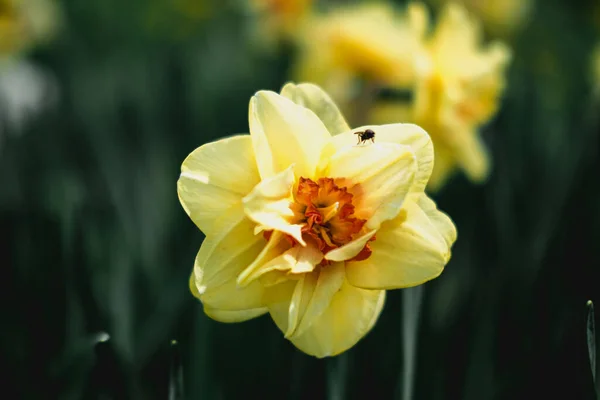 Narcisos de primavera amarillos. Narciso floración en el jardín, hermoso narciso colorido de cerca para fondo de pantalla — Foto de Stock
