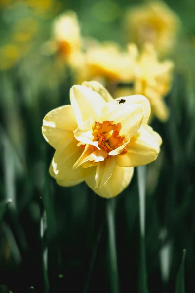 Narcisos de primavera amarillos. Narciso floración en el campo, hermoso narciso colorido de cerca para fondo de pantalla — Foto de Stock
