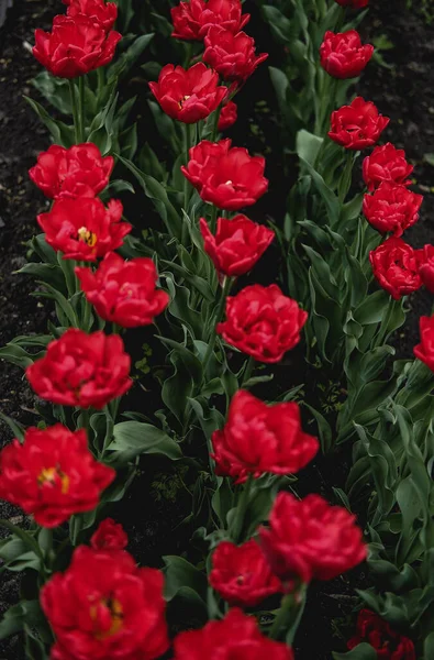 Flor de tulipán rojo de cerca. Tulipanes de primavera de color vivo, flor de tulipán con fondo de hierba verde. Brotes de tulipán florecientes — Foto de Stock