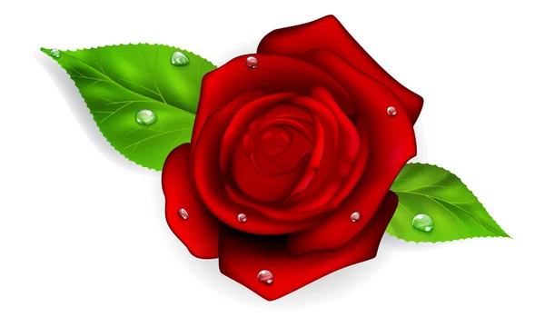 Red rose with drops — Stock Vector