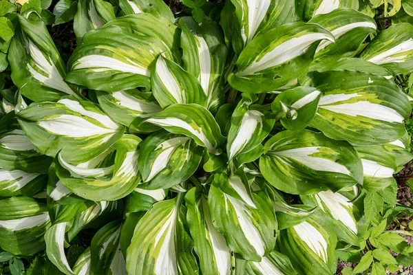 Variegated green and white hosta leaves are a garden favorite, foliage background.