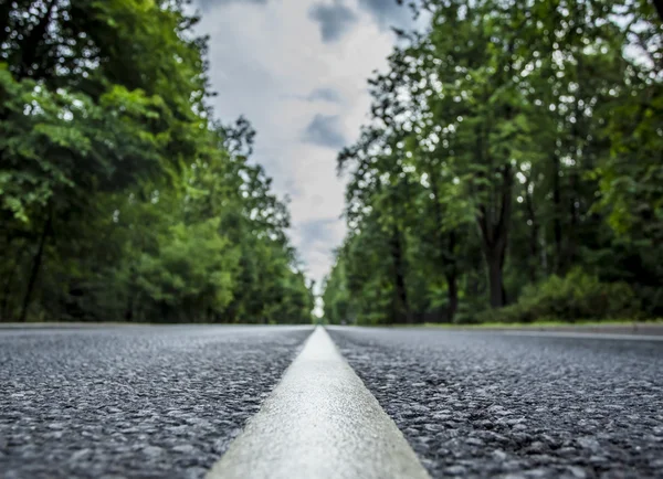 Asphalted road in forest — Stock Photo, Image