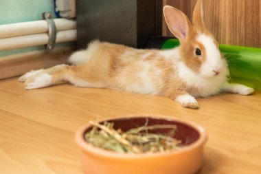 3 aylık sevimli tavşancık yerde saman yiyeceğiyle yatıyor.