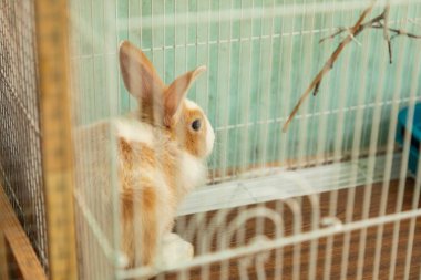 3 aylık korkak tavşancık kafesinde
