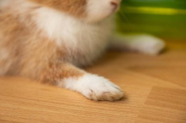 Tavşan ayağı patisi yaklaş