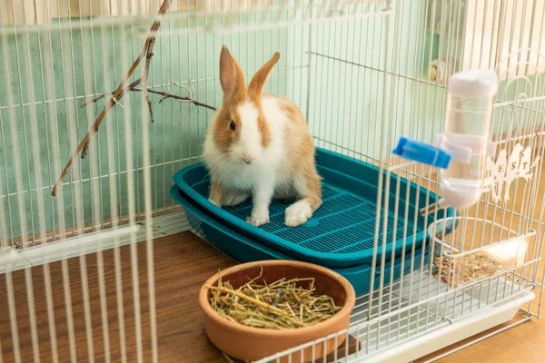 3 aylık tavşancık kafesine hoş geldin diyor.