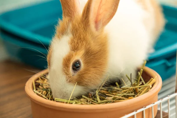 3 aylık tavşancık saman yiyiyor.