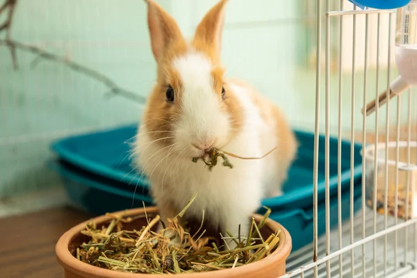 Funny Bunny Rabbit Eating Hay Food Close — Stock Photo, Image