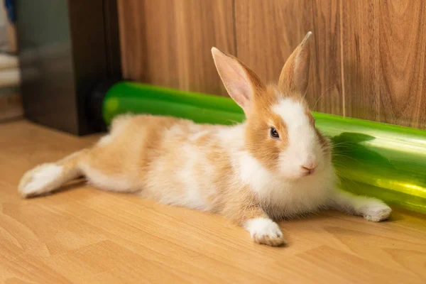 床の上にかわいいウサギ — ストック写真