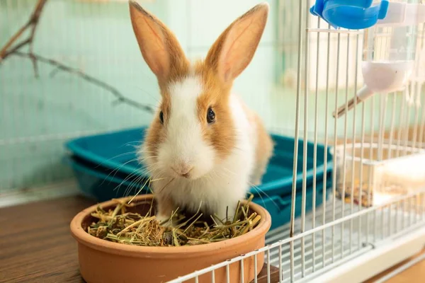 Months Old Bunny Rabbit Eating Hay Food Close — Stock Photo, Image