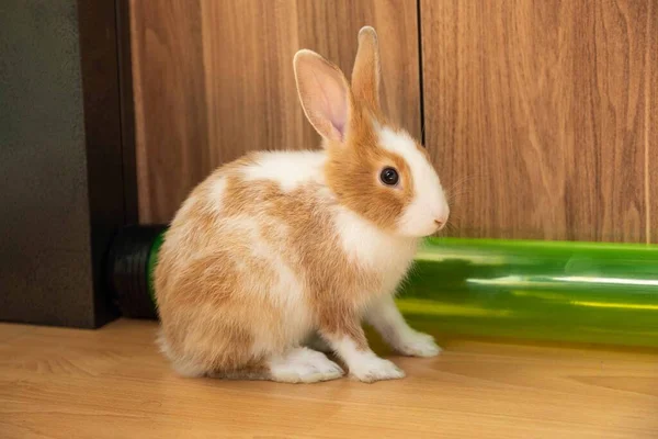 Симпатичный Трехмесячный Кролик Сидящий Полу — стоковое фото