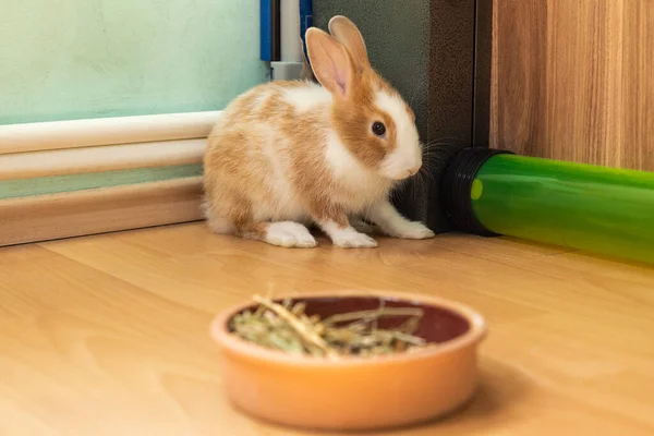 Cute Months Old Bunny Rabbit Sitting Floor Hay Food — Stock Photo, Image