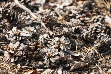 Kopya alanı ile sonbahar tebrik kartı