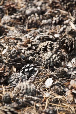 Kopyalama Alanı ile Dikey Sonbahar Kartı