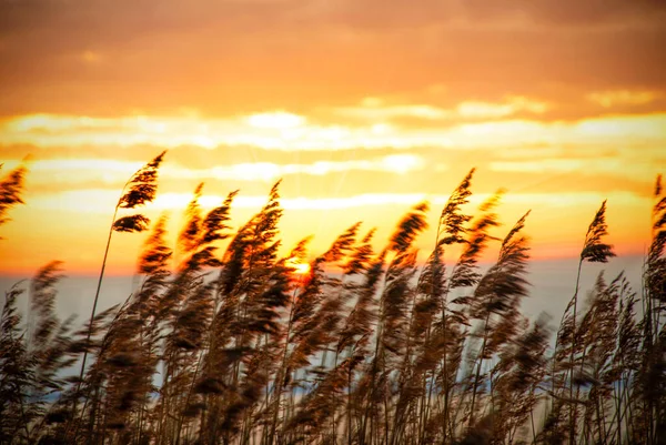 Sahil Çimeni Gün Doğumu veya Gün Batımında, Güzel Romantik Doğa Arkaplanı