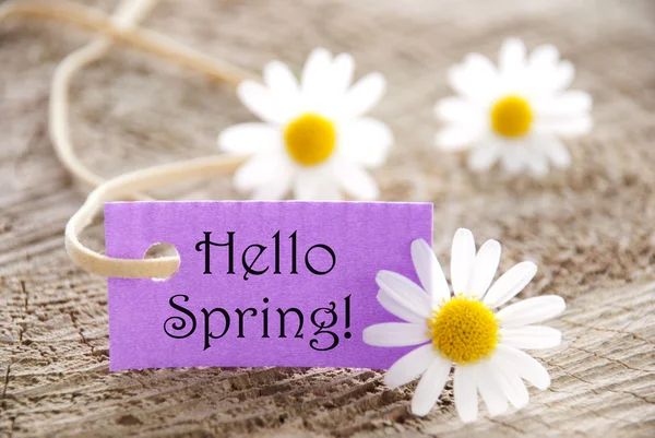 Etiqueta roxa com Hello Spring e flores de Marguerite — Fotografia de Stock