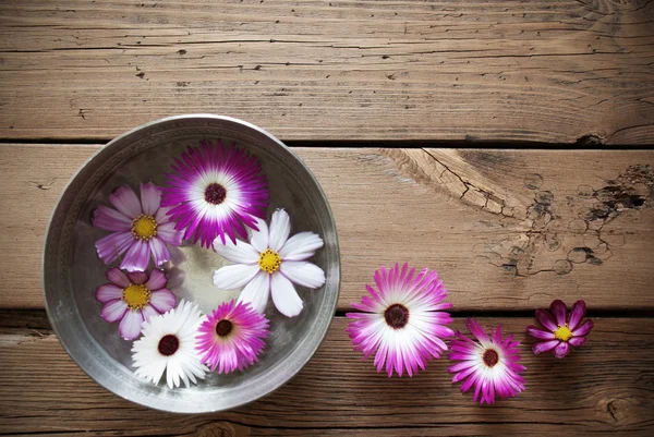 Silverskål med Cosmea blommor och kopia utrymme — Stockfoto