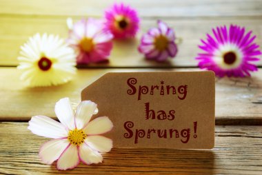 Sunny Label With Text Spring Has Sprung With Cosmea Blossoms clipart