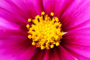 Pembe Cosmea çiçek yakın çekim