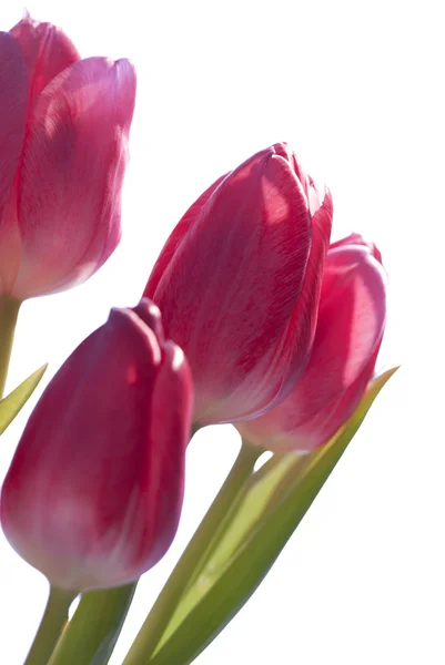 Zbliżenie na białym tle bukiet tulipan — Zdjęcie stockowe
