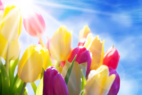 Nahaufnahme von sonnigen Tulpenblumen Wiese blauer Himmel und Bokeh-Effekt — Stockfoto