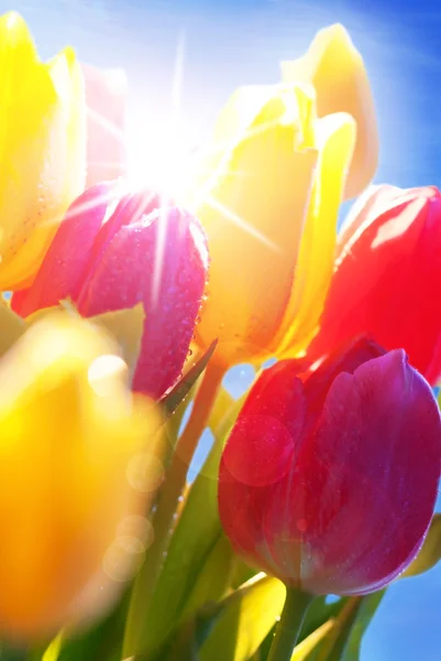 Ciel bleu ensoleillé avec bouquet de fleurs de tulipes — Photo