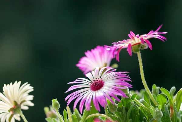 Primo piano di un paio di fiori di margherita sul prato di fiori — Foto Stock