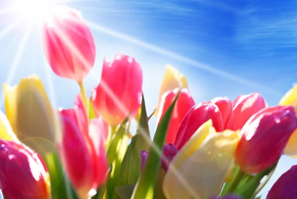 Bliska słoneczny tulipan kwiat łąka i niebo — Zdjęcie stockowe