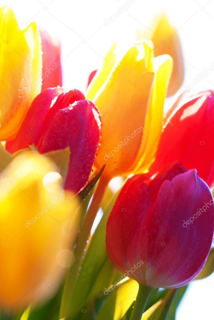 Close Up Of Tulip Flower Meadow Isolated With Water drops