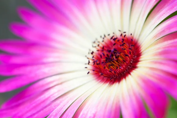 Lähikuva päivänkakkara kukka — kuvapankkivalokuva