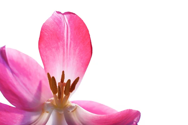 Närbild på Tulip kronblad isolerad med kopia utrymme — Stockfoto