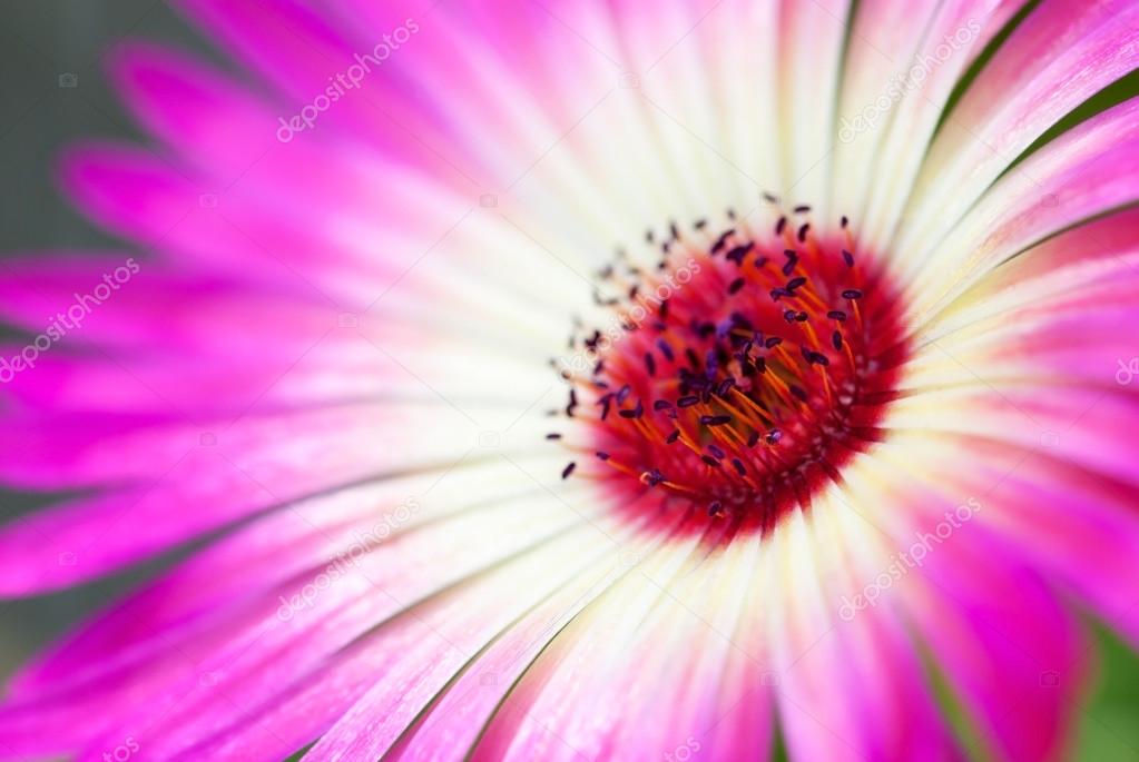 Close Up Of Daisy Flower