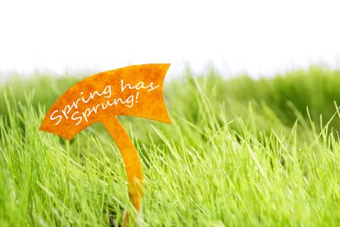 Label With Spring Has Sprung On Green Grass clipart