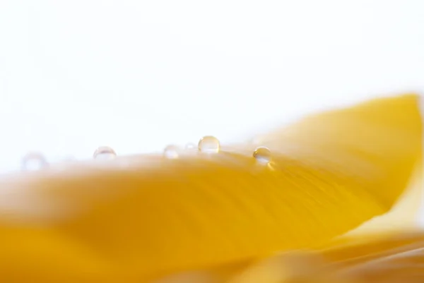 近距离拍摄水滴的郁金香花瓣 — 图库照片