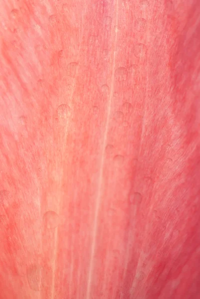 Primo piano di un petalo di tulipano con gocce d'acqua come texture — Foto Stock