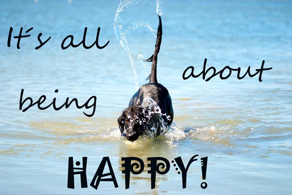 Black Dog Playing In The Ocean Quote Being Happy