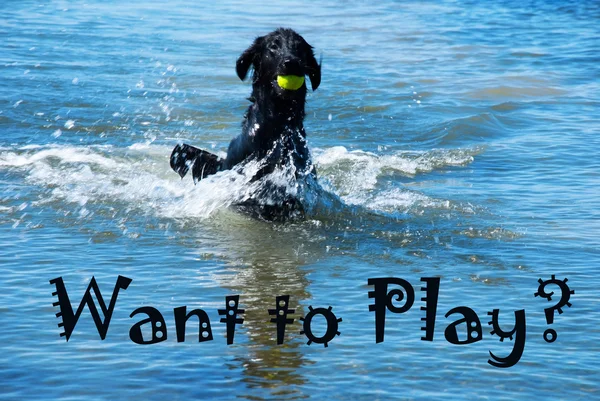 Dog With Ball In Water Want To Play — 图库照片