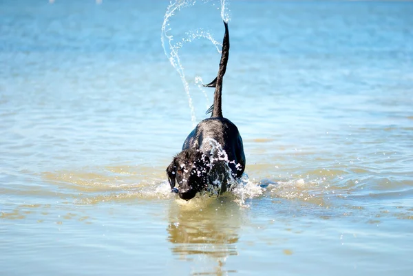 Black Dog Playing In The Ocean Copy Space — Stock Photo, Image