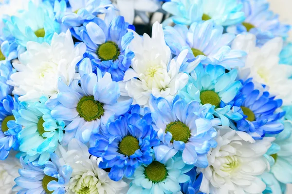 Beautiful bouquet of blue chrysanthemums close-up. Blue chrysanthemums in a flower shop.