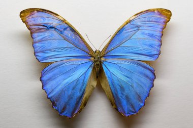 Kelebek (Morpho menelaus) mavi ve siyah tonlarda beyaz arkaplanda izole edilmiştir.