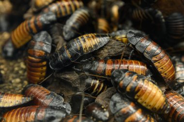 Madagaskar Dev Hamamböceği (Gromphadorina alametleri))