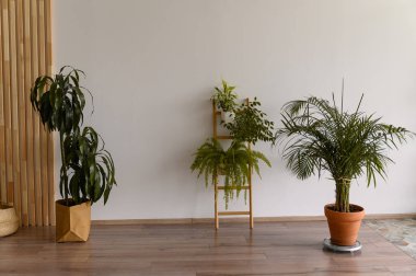 Boş bir odada, yerde bitkiler var.