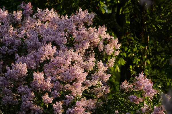 绽放的淡淡的紫丁香 紫罗兰在春光下的特写 自然的背景 柔和浪漫的色彩 — 图库照片