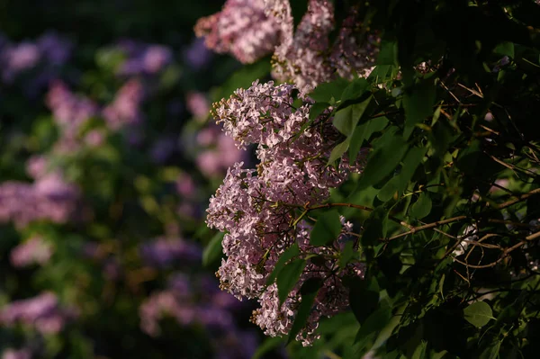 绽放的淡淡的紫丁香 紫罗兰在春光下的特写 自然的背景 柔和浪漫的色彩 — 图库照片