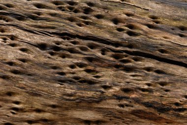 Close up textures of peeling bark on trunk of eucalyptus gum tree ideal as nature background clipart