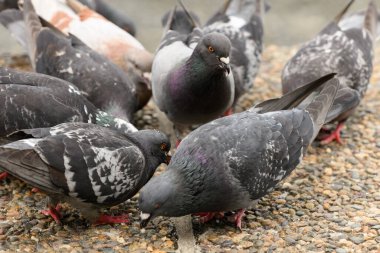 Güvercin sürüsü yerde ekmek yiyor.