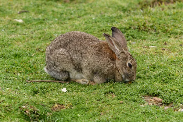 Pequeño Conejo Sobre Hierba Verde Día Verano —  Fotos de Stock