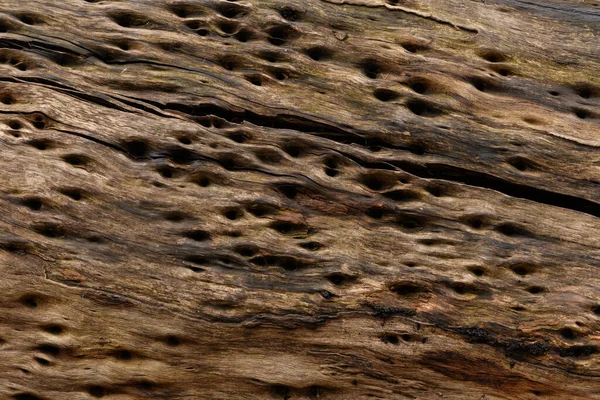 Nahaufnahme Texturen Aus Abblätternder Rinde Stamm Des Eukalyptusbaums Ideal Als Stockbild