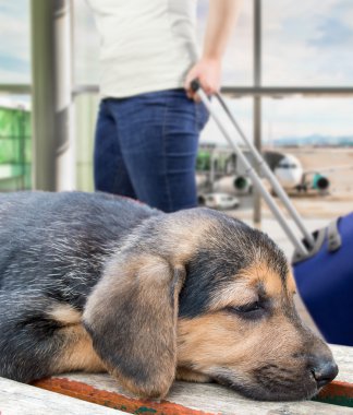 Lobi havaalanında unutulmuş köpek yavrusu